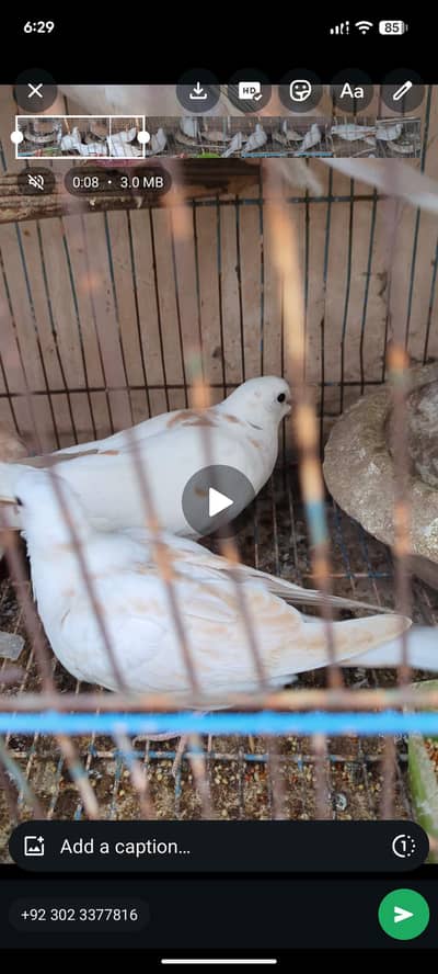 Dove Breeder Male available