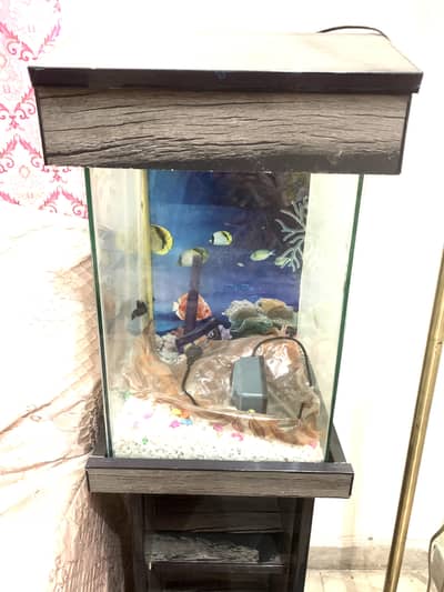 fish aquarium