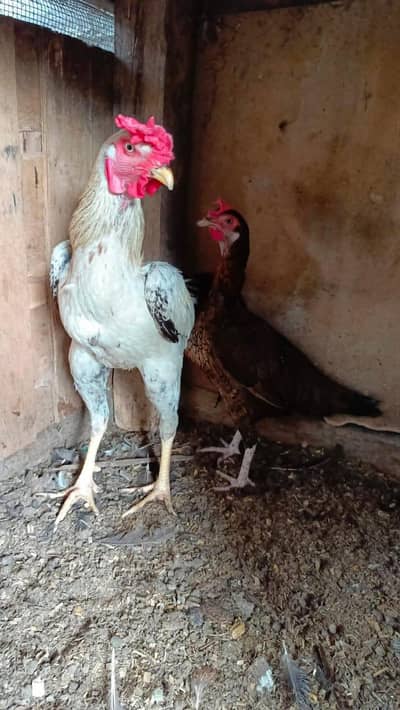 Aseel Mianwali pair