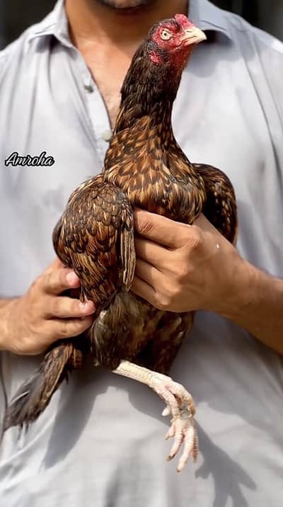 Aseel Amroha Hen For Sale 0323-4238283