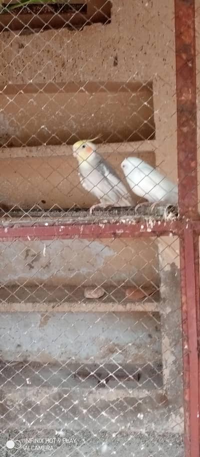 budgies and cocktail