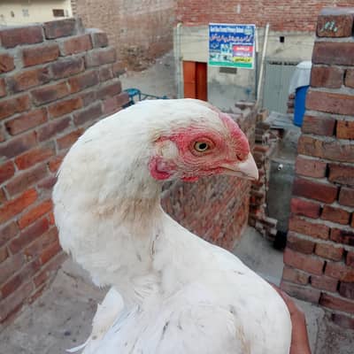 What's app 03184700646