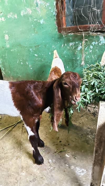 2 Beautiful Male Goat Kids |15 – 20 Days | Healthy & Active | Pair