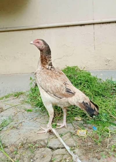 High Quality Aseel Madi Available for sale