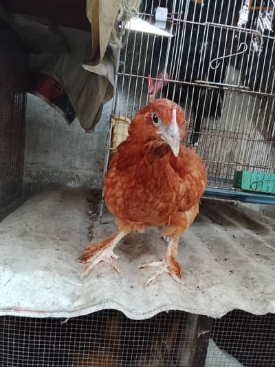 bentom cross silkie
