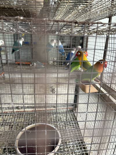 Love birds pair