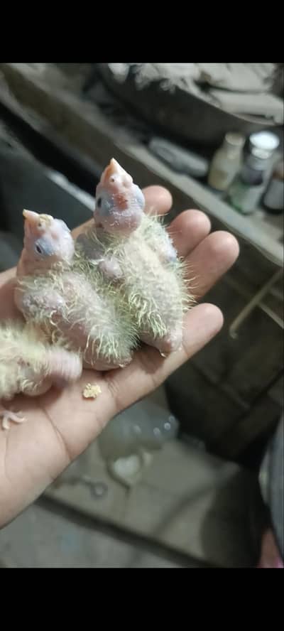 cocktail chicks & seed claener machine