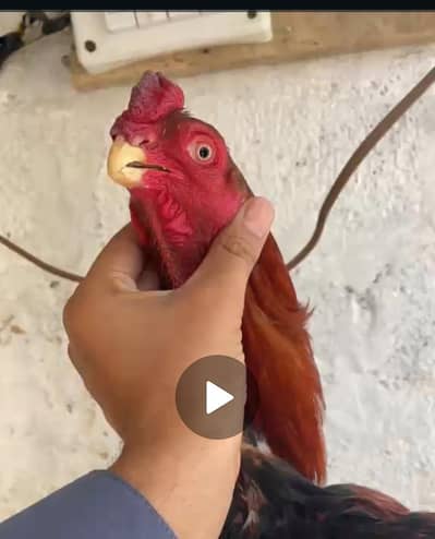parrot beak