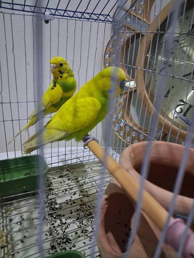 Parrots couple for sale with cage. 1500 kot addu only