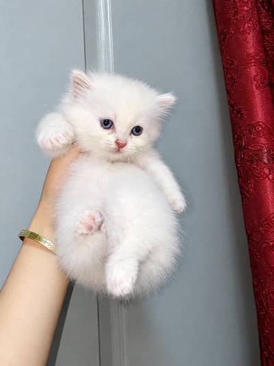 Cute 2 Months Old Kittens for Sale | Male & Female