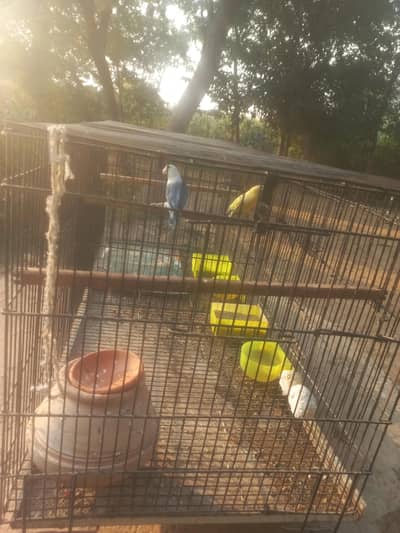 parrots or pinjra for sale