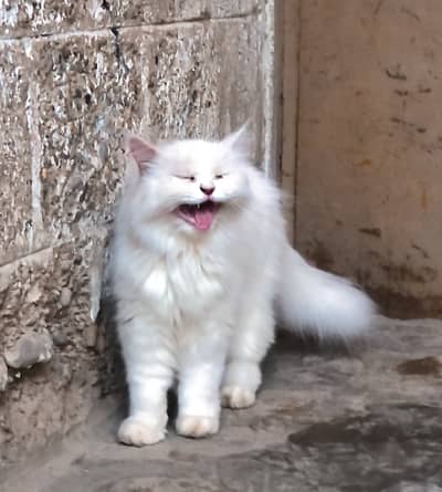 White Cat Persian