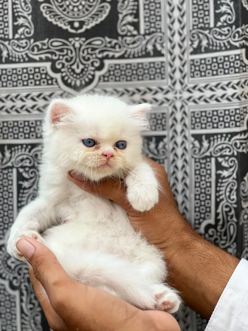 Persian Kittens | Triple Coated | Beautiful & Fluffy