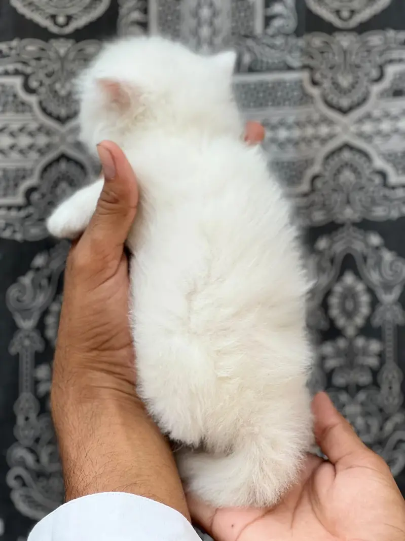 Persian Kittens | Triple Coated | Beautiful & Fluffy — photo 2