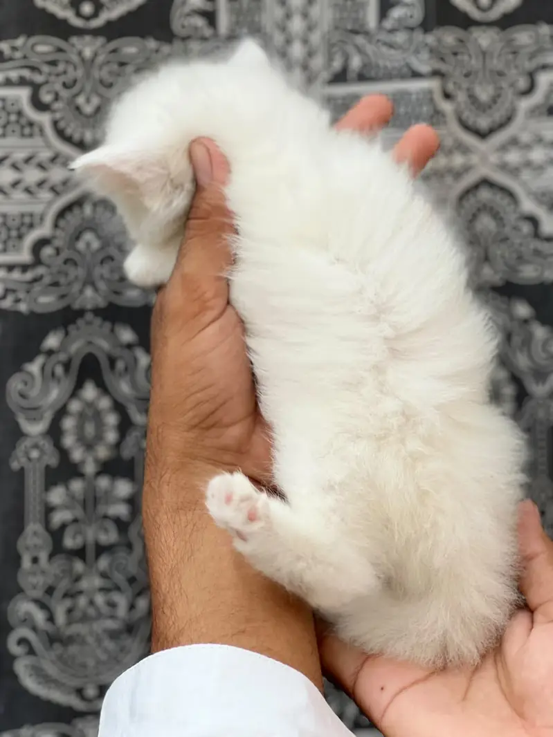 Persian Kittens | Triple Coated | Beautiful & Fluffy — photo 3