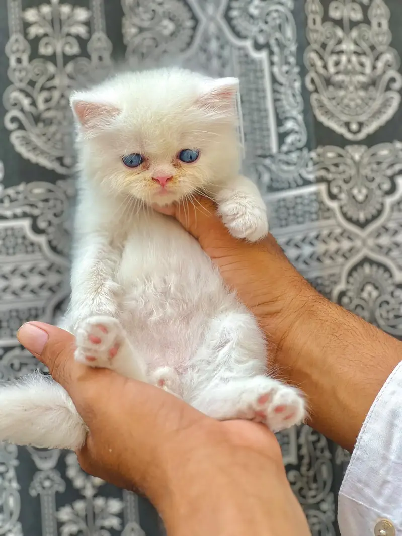 Persian Kittens | Triple Coated | Beautiful & Fluffy — photo 4