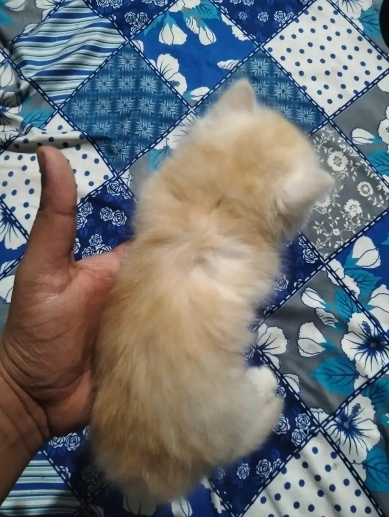 Persian Kittens | Triple Coated | Beautiful & Fluffy — photo 5