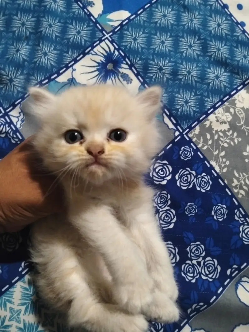 Persian Kittens | Triple Coated | Beautiful & Fluffy — photo 6