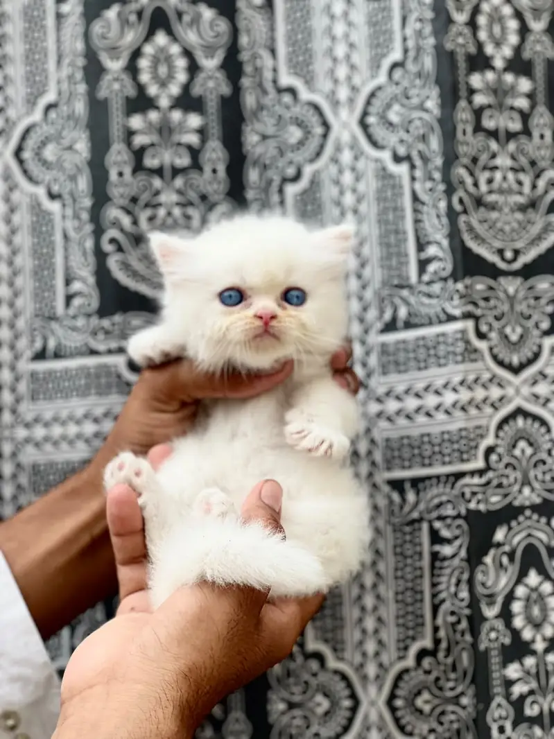 Persian Kittens | Triple Coated | Beautiful & Fluffy — photo 7
