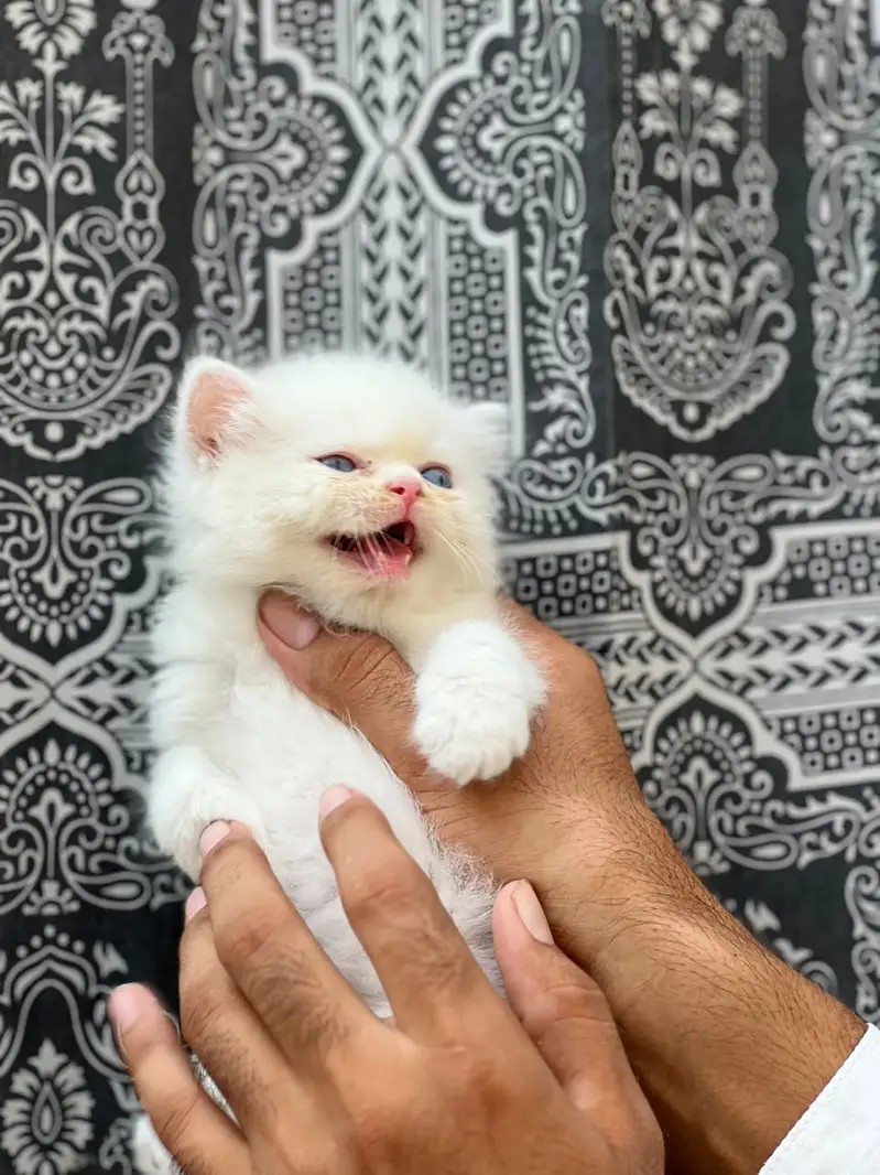 Persian Kittens | Triple Coated | Beautiful & Fluffy — photo 8