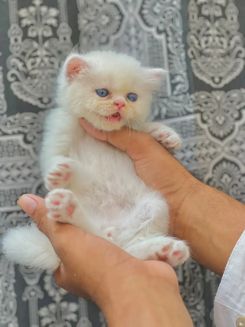 Persian Kittens | Triple Coated | Beautiful & Fluffy — photo 9