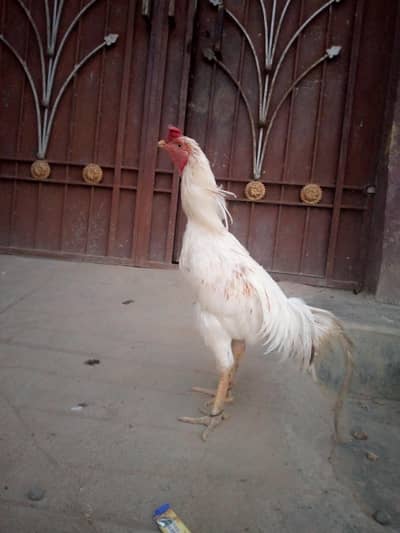 Assel Murgha