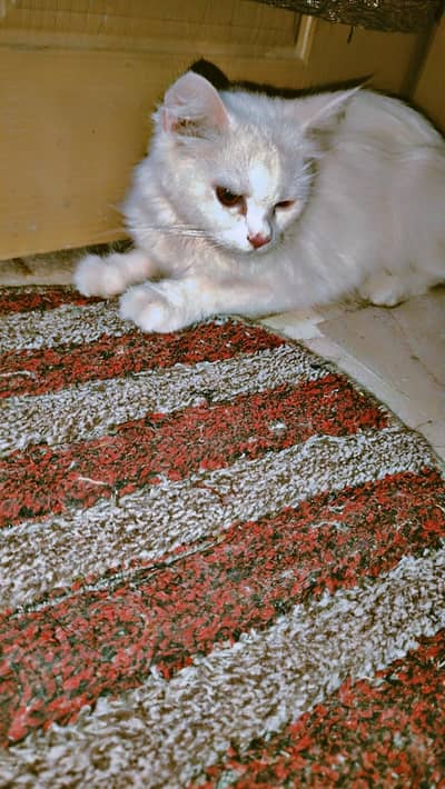1 cat hai 5 babys