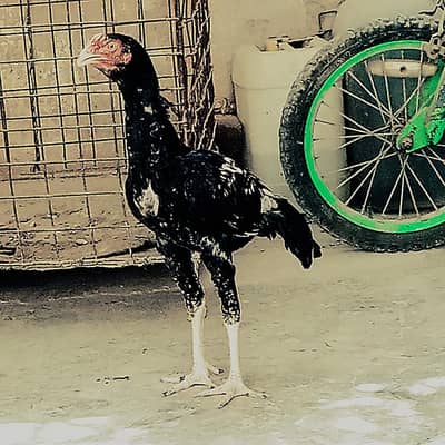 For sale pure aseel patha home breed