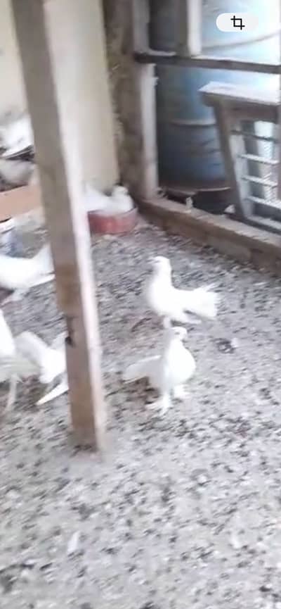 Luck pigeon in white colour 1 pigeon is 1200