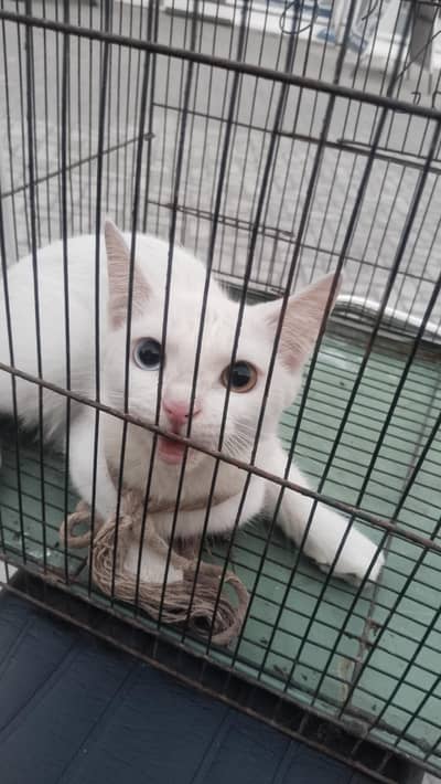 Doll face Persian cat