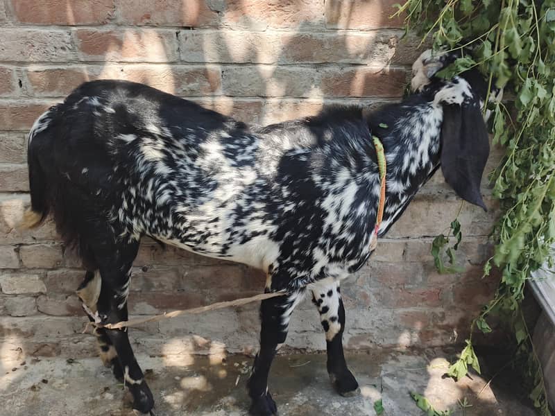 Bakra 0