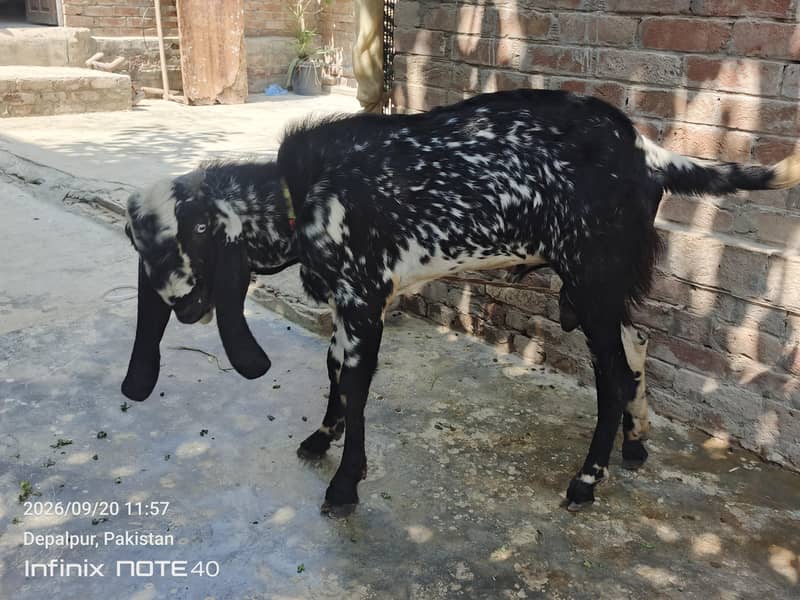 Bakra 1