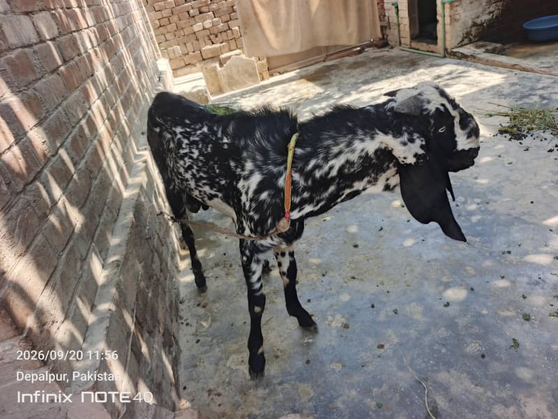Bakra 2