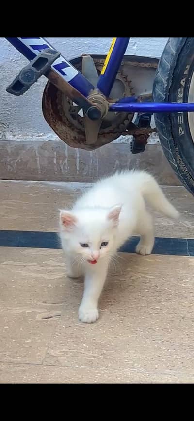 Persian Kittens