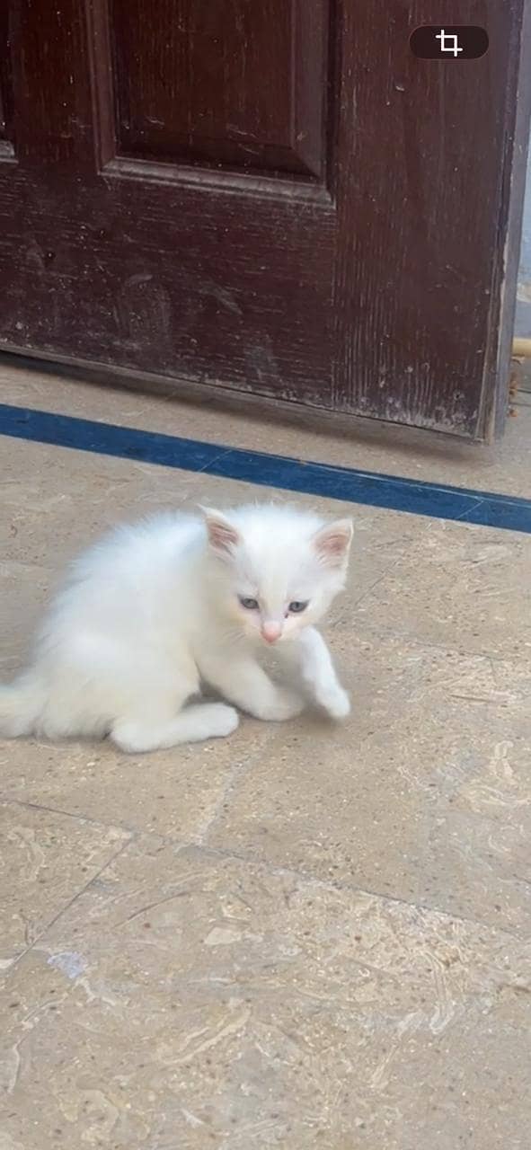 Persian Kittens 1