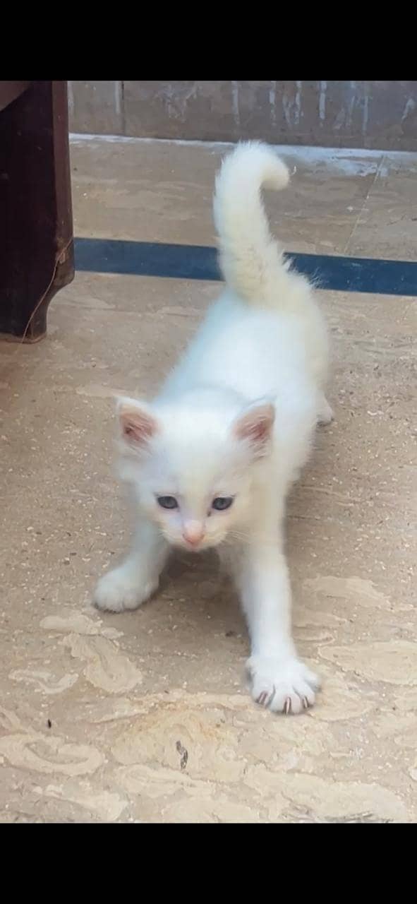 Persian Kittens 2