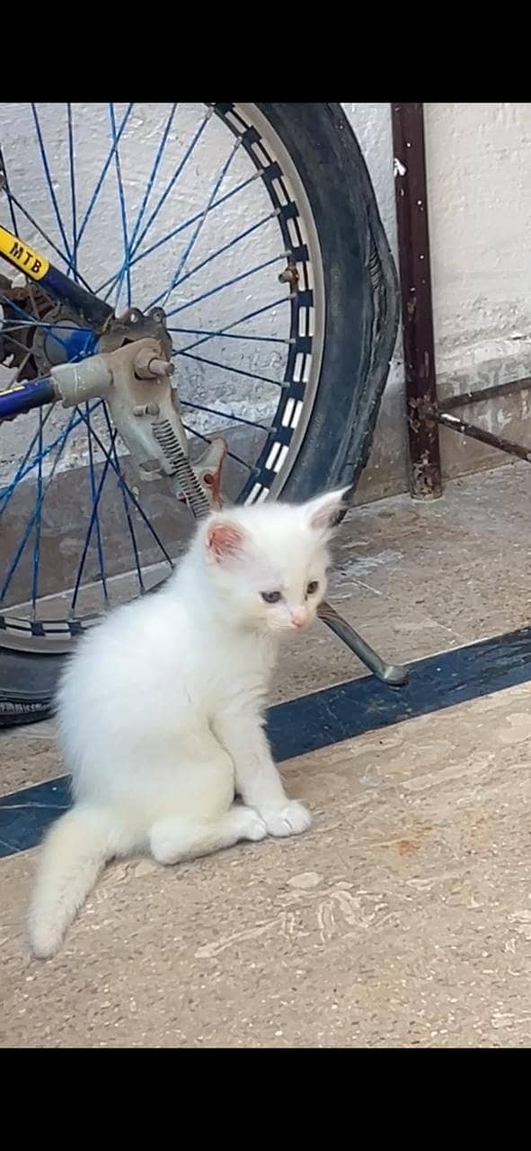 Persian Kittens 3