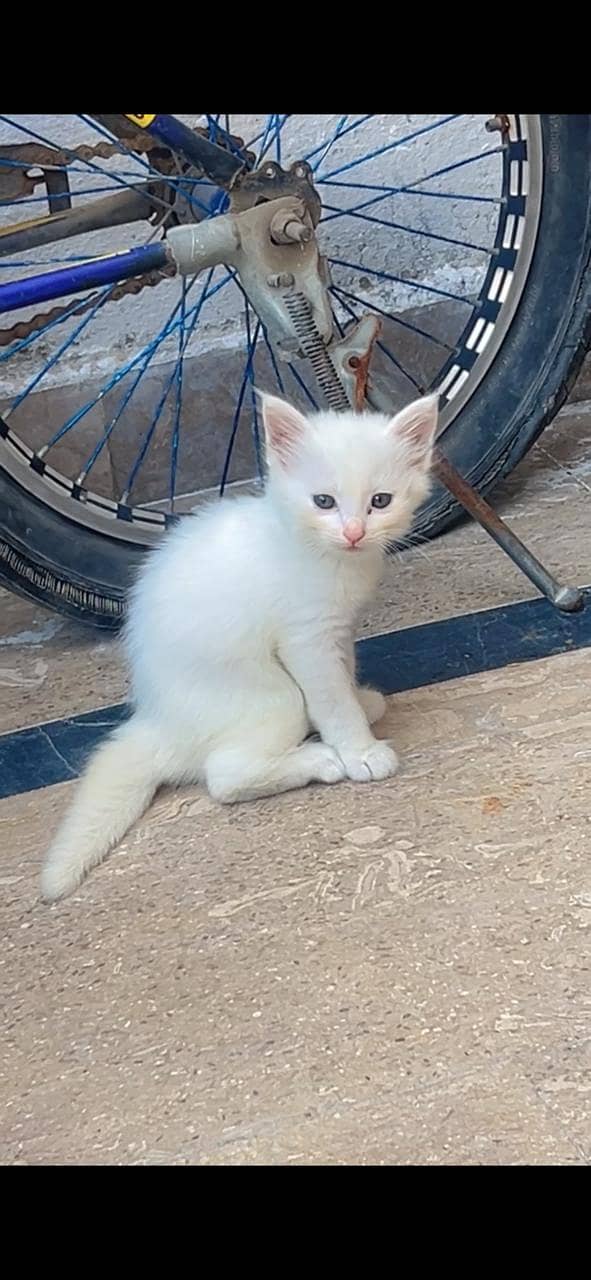 Persian Kittens 4