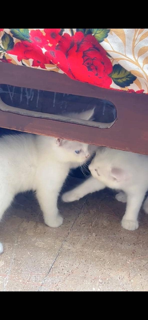 Persian Kittens 5