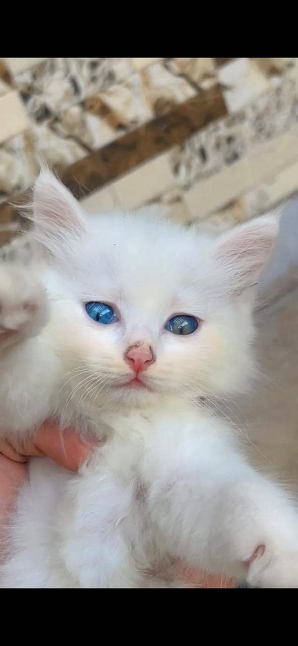 Persian Kittens 6