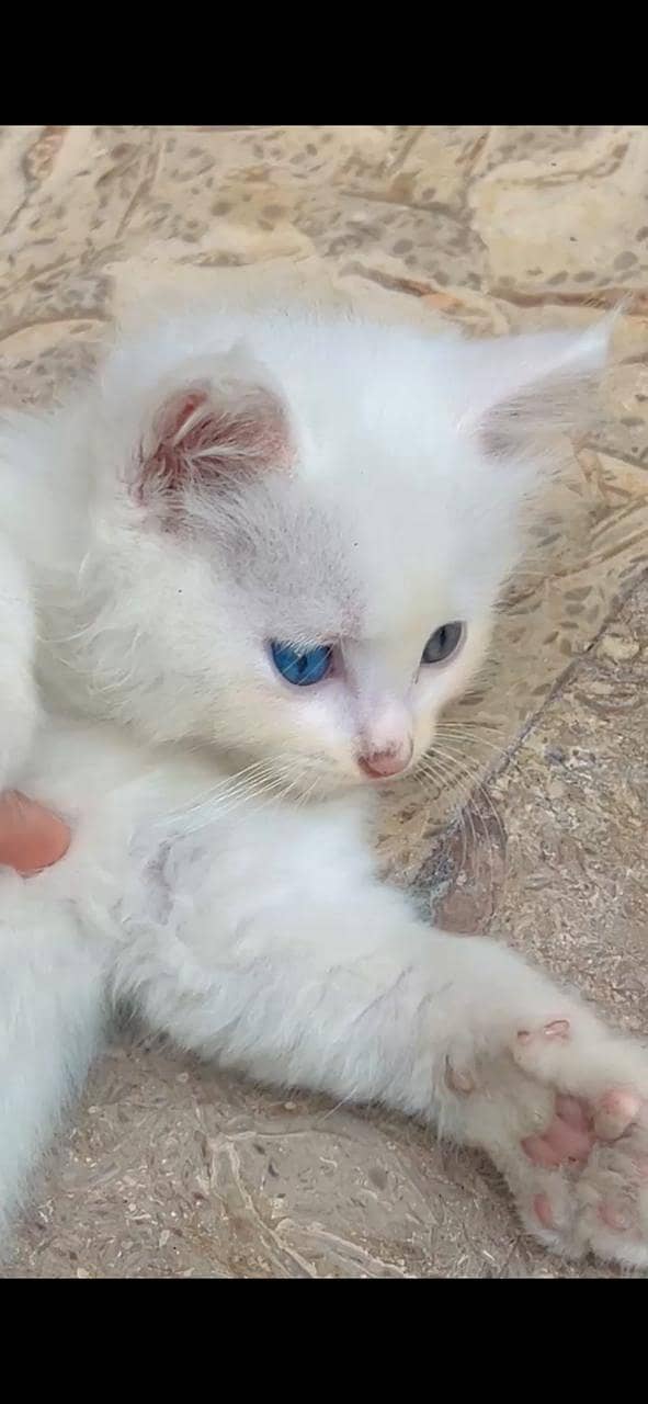 Persian Kittens 7