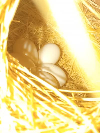 lotion golden finch brider pair  5 egg Kay sath