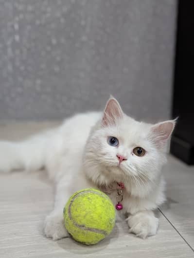 Persian Cat Triple Coated