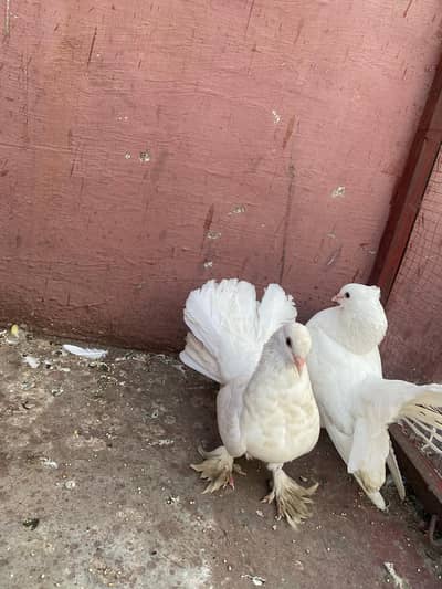 2 male lucka peigon