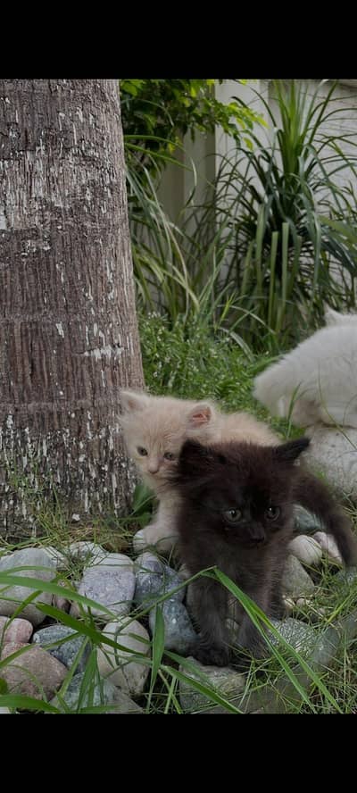 Persian cats triple coat