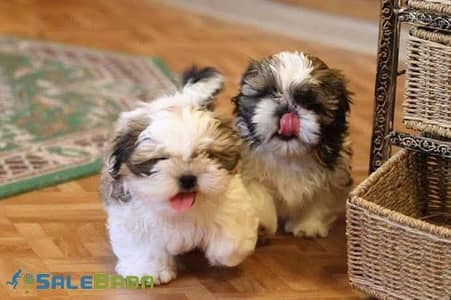 TOP QUALITY SHIHTZU PUPPIES ARE AVAILABLE FOR SALE
