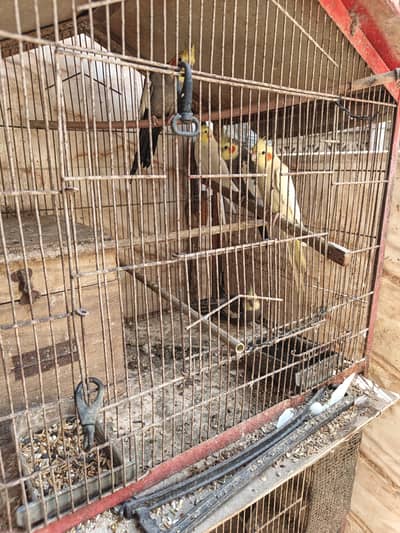 7 Cockatiel for sale with cage