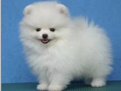 Pomeranian puppies/shihtzu puppies/golden retriever puppies