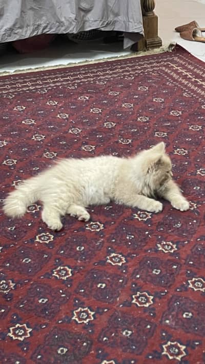 Persian cat