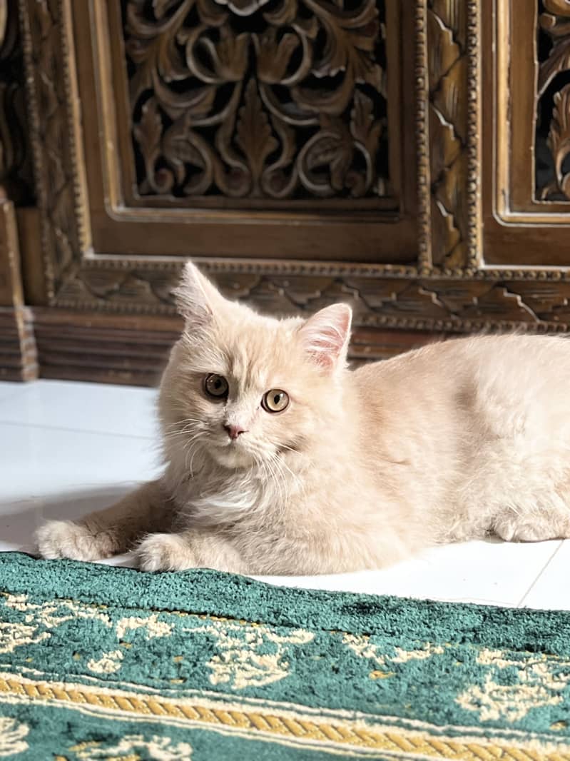 Persian cat 1